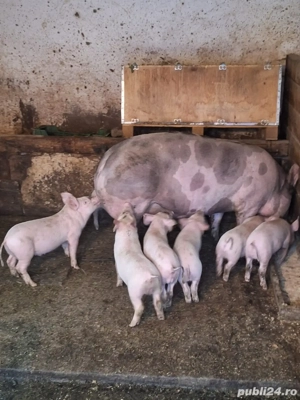 purcei de vanzare - imagine 3 purcei de vanzare - imagine 3