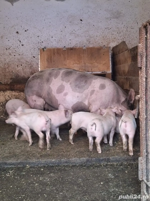 purcei de vanzare - imagine 2 purcei de vanzare - imagine 2