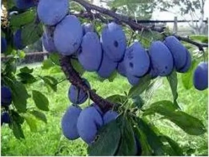 Palincă de Zalău  100%  Prune  ECOLOGICĂ 52gr - imagine 3