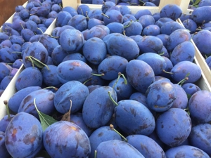 Palincă de Zalău 100% Prune ECOLOGICĂ 52gr - imagine 2