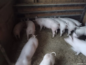 vând purcei și porci