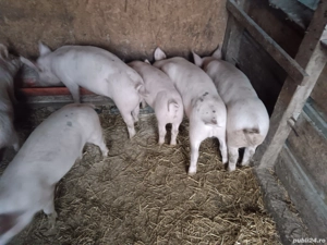 vând purcei și porci - imagine 2