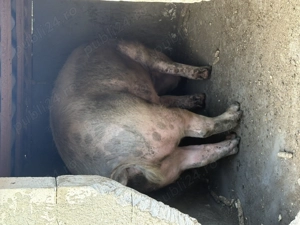 Vând porci crescuți în curte !