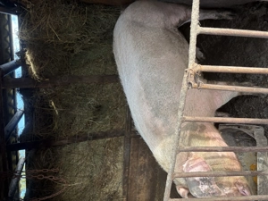 Vând porci crescuți în curte ! - imagine 2