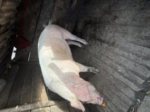 Vând porci crescuți în curte ! - imagine 3