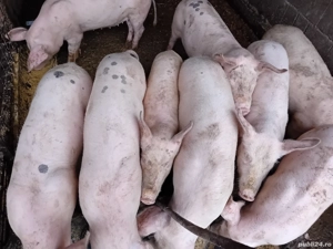 Șoldănei foarte frumoș 45kg 50kg