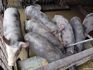 Șoldani de carne - imagine 5 Șoldani de carne - imagine 5