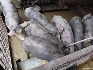 Șoldani de carne - imagine 4 Șoldani de carne - imagine 4