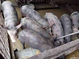 Șoldani de carne - imagine 2 Șoldani de carne - imagine 2