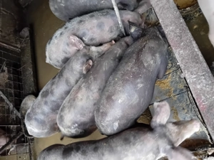 Șoldani de carne - imagine 3 Șoldani de carne - imagine 3