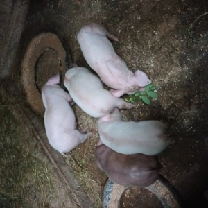 Vând purcei romanesti - imagine 3 Vând purcei romanesti - imagine 3