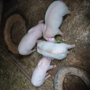 Vând purcei romanesti - imagine 4 Vând purcei romanesti - imagine 4