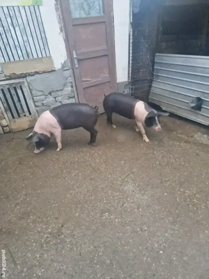 disponibile 2 scrofite 