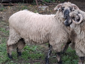 Noatini de vanzare bucalai 