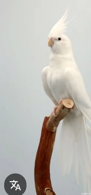 papagali  nilfe pereche