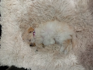 Vând doi pui de bichon  - imagine 4 Vând doi pui de bichon  - imagine 4