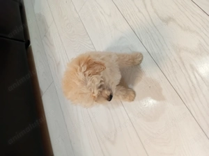 Vând doi pui de bichon  - imagine 2 Vând doi pui de bichon  - imagine 2