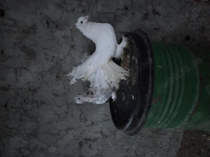 Vand pereche porumbei voltati indieni