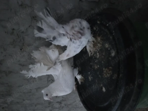 Vand pereche porumbei voltati indieni - imagine 2 Vand pereche porumbei voltati indieni - imagine 2