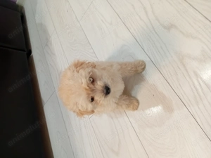 Vând doi pui de bichon  - imagine 3 Vând doi pui de bichon  - imagine 3