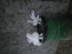 Vand pereche porumbei voltati indieni - imagine 3 Vand pereche porumbei voltati indieni - imagine 3