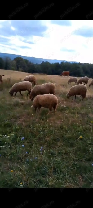 Vând oi și purcei la preț accesibil! - imagine 3 Vând oi și purcei la preț accesibil! - imagine 3