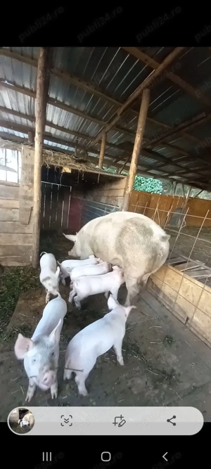 Vând oi și purcei la preț accesibil! - imagine 2 Vând oi și purcei la preț accesibil! - imagine 2