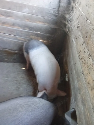 Porc vietnamez pt sacrificat