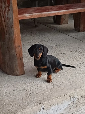 Vand 2  teckeli pitici ,o femela si un mascul de 4 luni