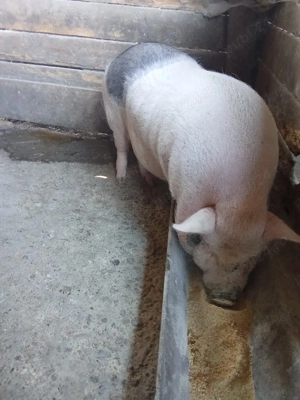 Porc vietnamez pt sacrificat - imagine 2