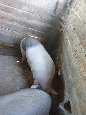 Porc vietnamez pt sacrificat - imagine 3