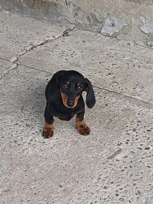 Vand 2  teckeli pitici ,o femela si un mascul de 4 luni - imagine 3 Vand 2  teckeli pitici ,o femela si un mascul de 4 luni - imagine 3