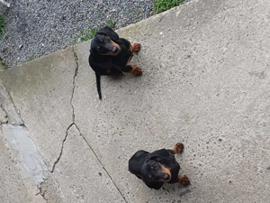 Vand 2  teckeli pitici ,o femela si un mascul de 4 luni - imagine 2 Vand 2  teckeli pitici ,o femela si un mascul de 4 luni - imagine 2