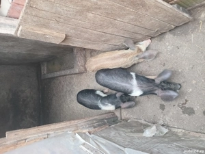 Grasunasi de vânzare  - imagine 2