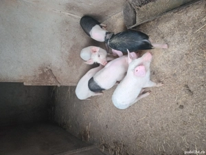 Grasunasi de vânzare 