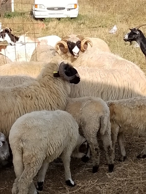 Berbeci brezi de vinzare 