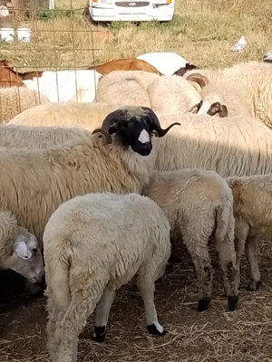 Berbeci brezi de vinzare  - imagine 2