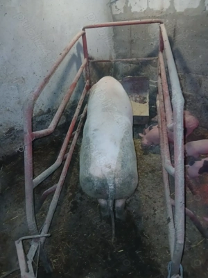 Vând porci și purcei - imagine 2