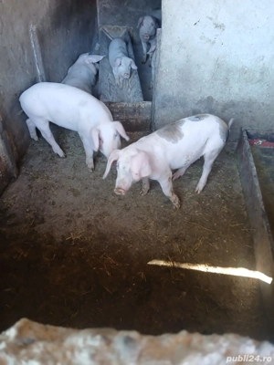 Grasuni de vanzare,400 negociabil - imagine 3