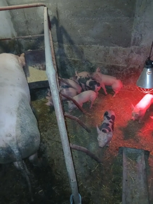 Vând porci și purcei