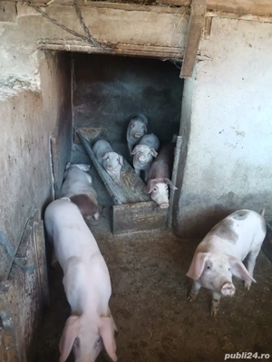 Grasuni de vanzare,400 negociabil - imagine 4