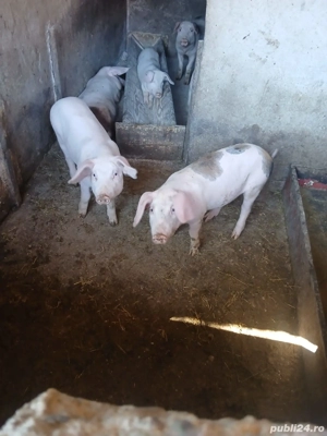 Grasuni de vanzare,400 negociabil