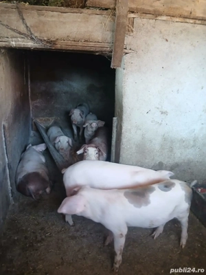 Grasuni de vanzare,400 negociabil - imagine 2