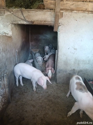 Grasuni de vanzare,400 negociabil - imagine 5