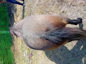 Cal de vanzare Mehedinti Simian