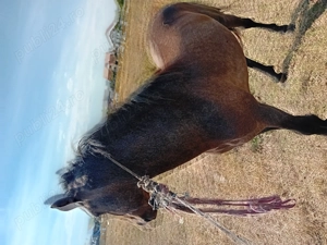 Cal de vanzare Mehedinti Simian - imagine 3 Cal de vanzare Mehedinti Simian - imagine 3