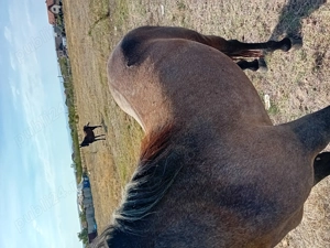 Cal de vanzare Mehedinti Simian - imagine 2 Cal de vanzare Mehedinti Simian - imagine 2