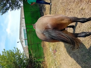 Cal de vanzare Mehedinti Simian - imagine 5 Cal de vanzare Mehedinti Simian - imagine 5