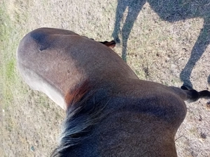 Cal de vanzare Mehedinti Simian - imagine 4 Cal de vanzare Mehedinti Simian - imagine 4