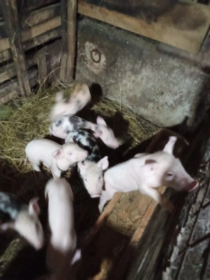 Vand purcelusi de 6 săptămâni  - imagine 2 Vand purcelusi de 6 săptămâni  - imagine 2